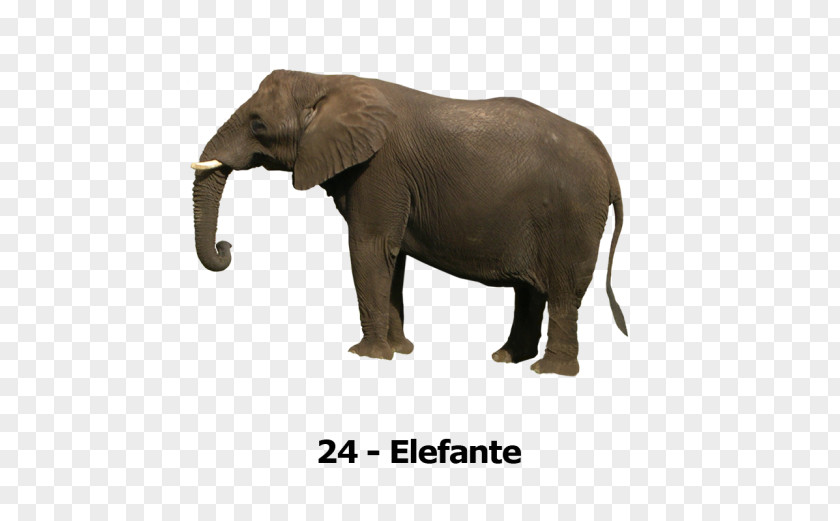 Youtube Asian Elephant YouTube African Clip Art PNG