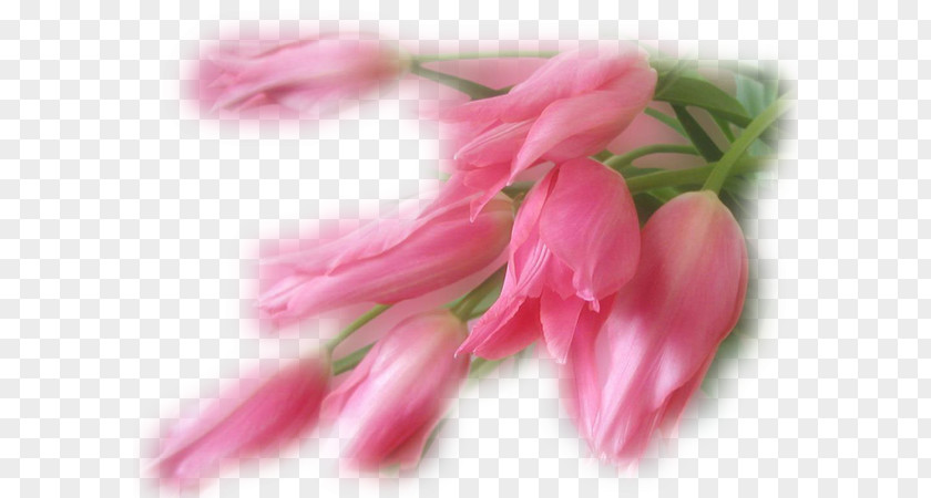 Mother Pink Flowers Flower Bouquet Father PNG