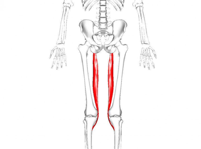 Muscles Adductor Longus Muscle Magnus Of The Hip Brevis Hiatus PNG