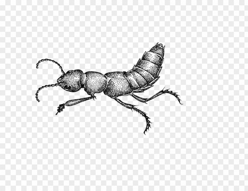 Stag Beetles Parasite Ant Cartoon PNG