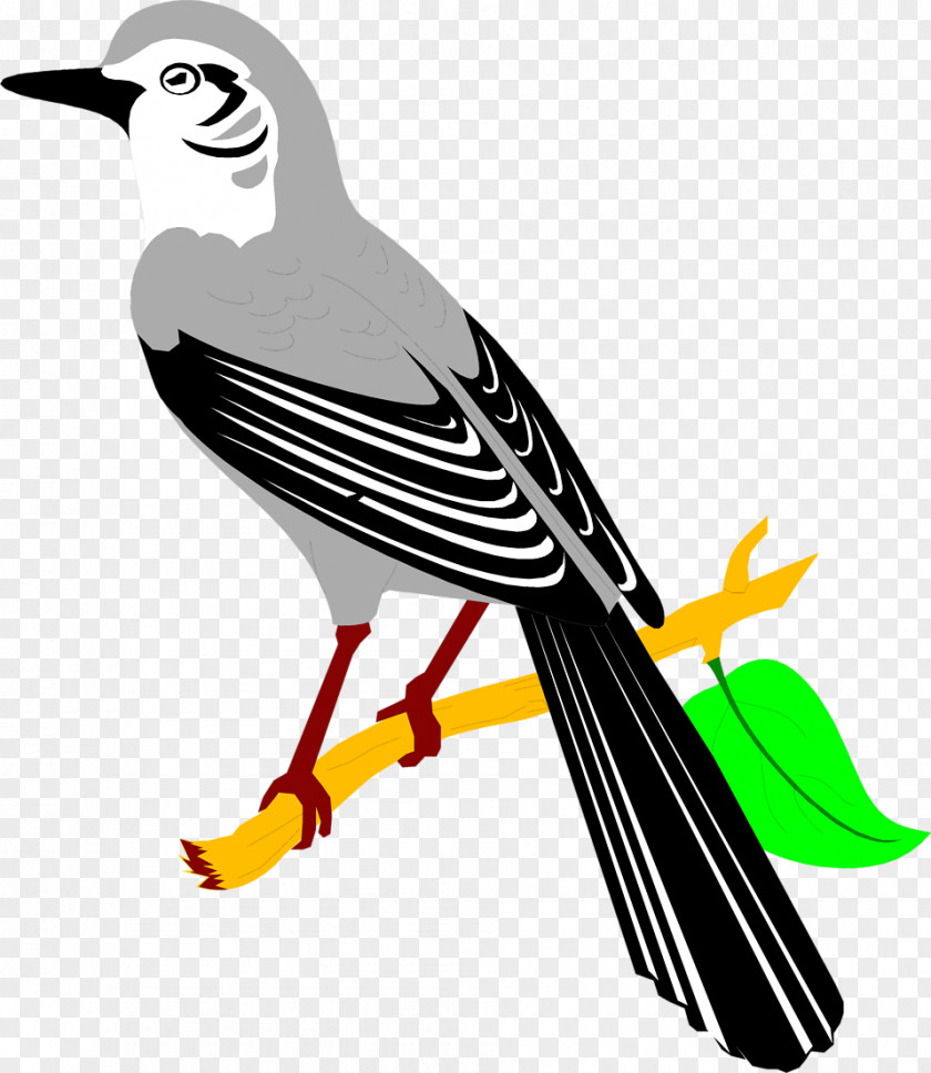 Bird Northern Mockingbird Clip Art PNG
