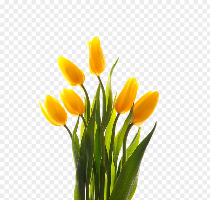 Bouquet Of Yellow Tulips Tulip Floral Design PNG