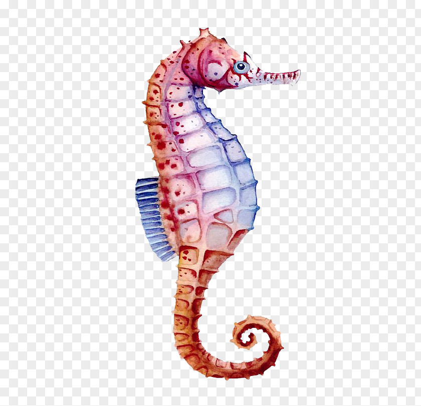 Color Hippo Seahorse Watercolor Painting Drawing PNG