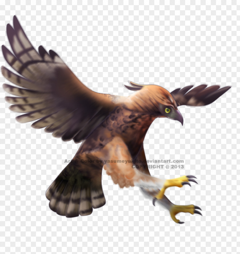 Eagle Javan Hawk-eagle Bald Bird PNG