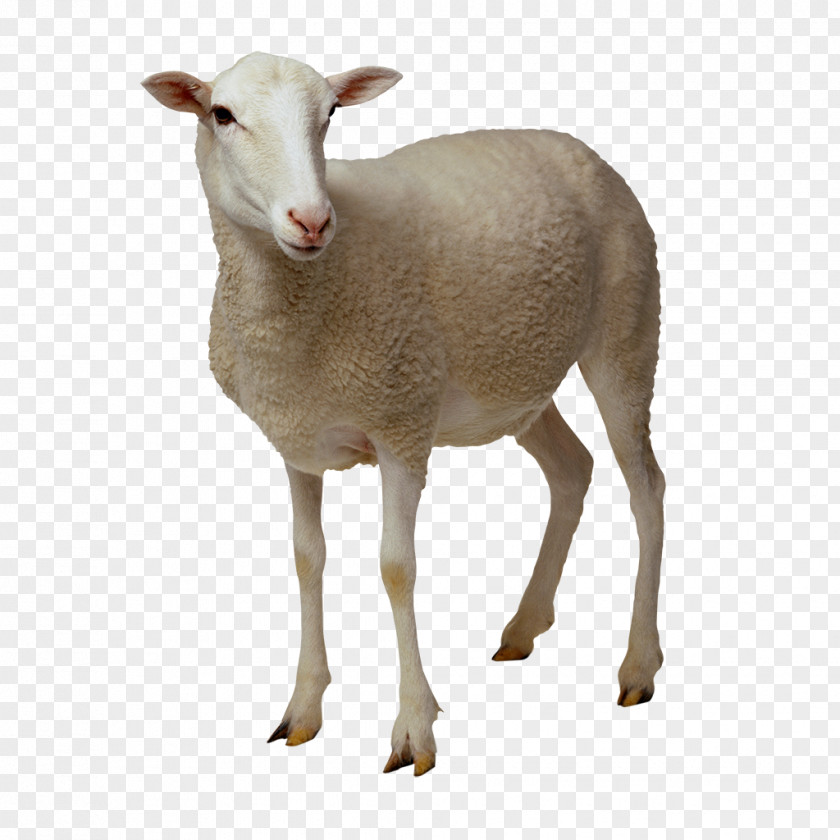 Goat Easycare Cattle PNG