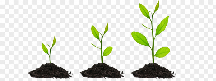 Plant GROWING Seed Bonsai Tree Clip Art PNG