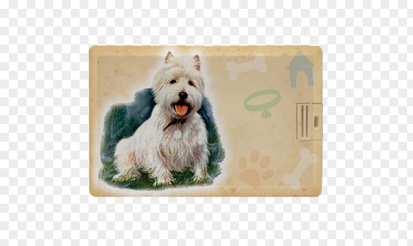 Puppy West Highland White Terrier Cairn Glen Norwich Schnoodle PNG