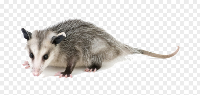 Raccoon Pest Control Exterminator Nuisance Wildlife Management Opossum PNG