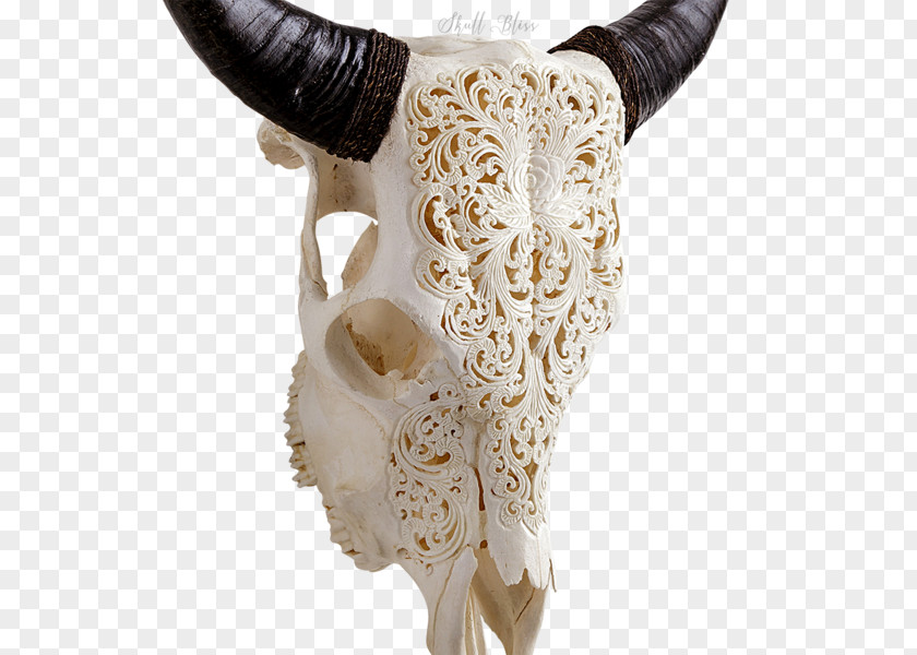 Skull Horn Antler Bison Cattle PNG