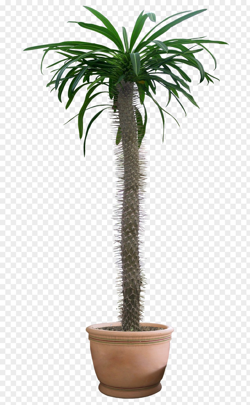 Bushes Houseplant Tree Green PNG