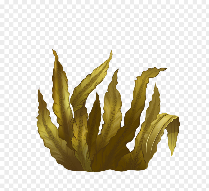Kelp Seaweed Algae Deep-sea Tangles PNG