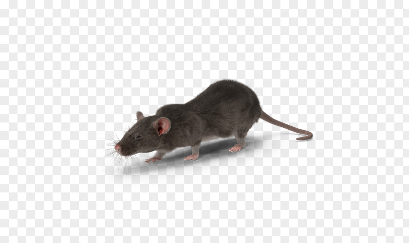 Muroidea Muridae Mouse Cartoon PNG