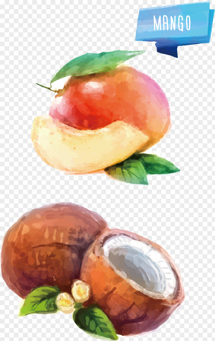Peach Vector Watercolor Painting Fruit Illustration PNG