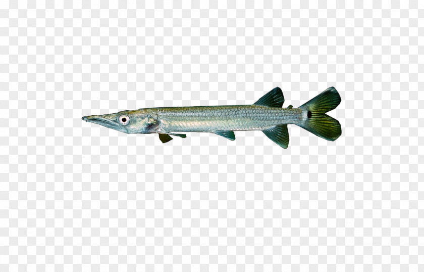 Baracuda Graphic Silver Pike-characin Nephrozoa Chordate Fish Great Barracuda PNG