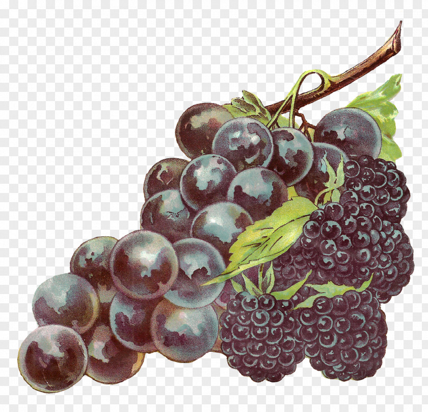 Grapes Zante Currant Grapevines Fruit Clip Art PNG