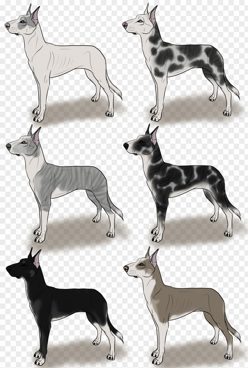 Great Dane Silhouette Italian Greyhound Whippet Spanish Sloughi PNG