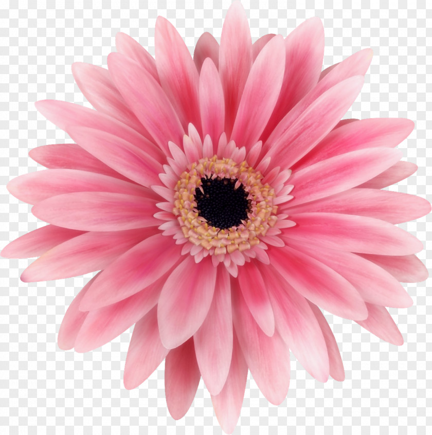 Ps Creative Decorative Floral Icon Flower Transvaal Daisy Stock Photography Common PNG