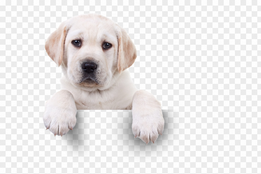 Puppy Labrador Retriever St. Bernard Stock Photography Valentine's Day PNG