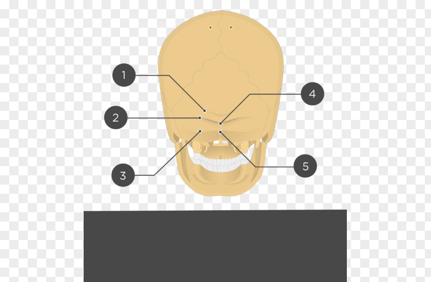 Show Yourself Nuchal Lines Occipital Bone Anatomy External Protuberance Plane PNG