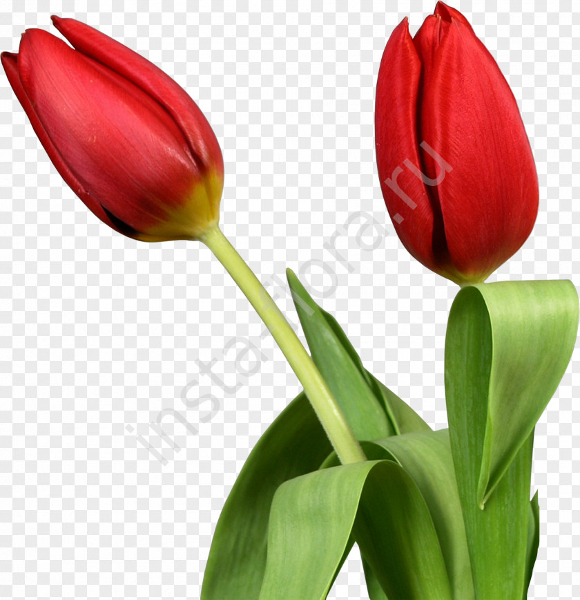 Tulips Indira Gandhi Memorial Tulip Garden Flower Clip Art PNG
