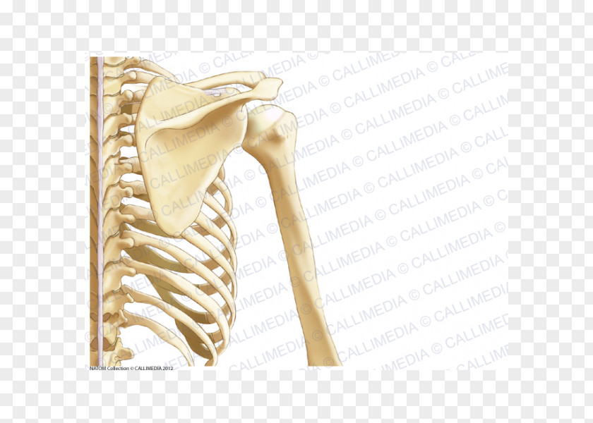 Arm Human Anatomy Shoulder Nervous System Bone PNG