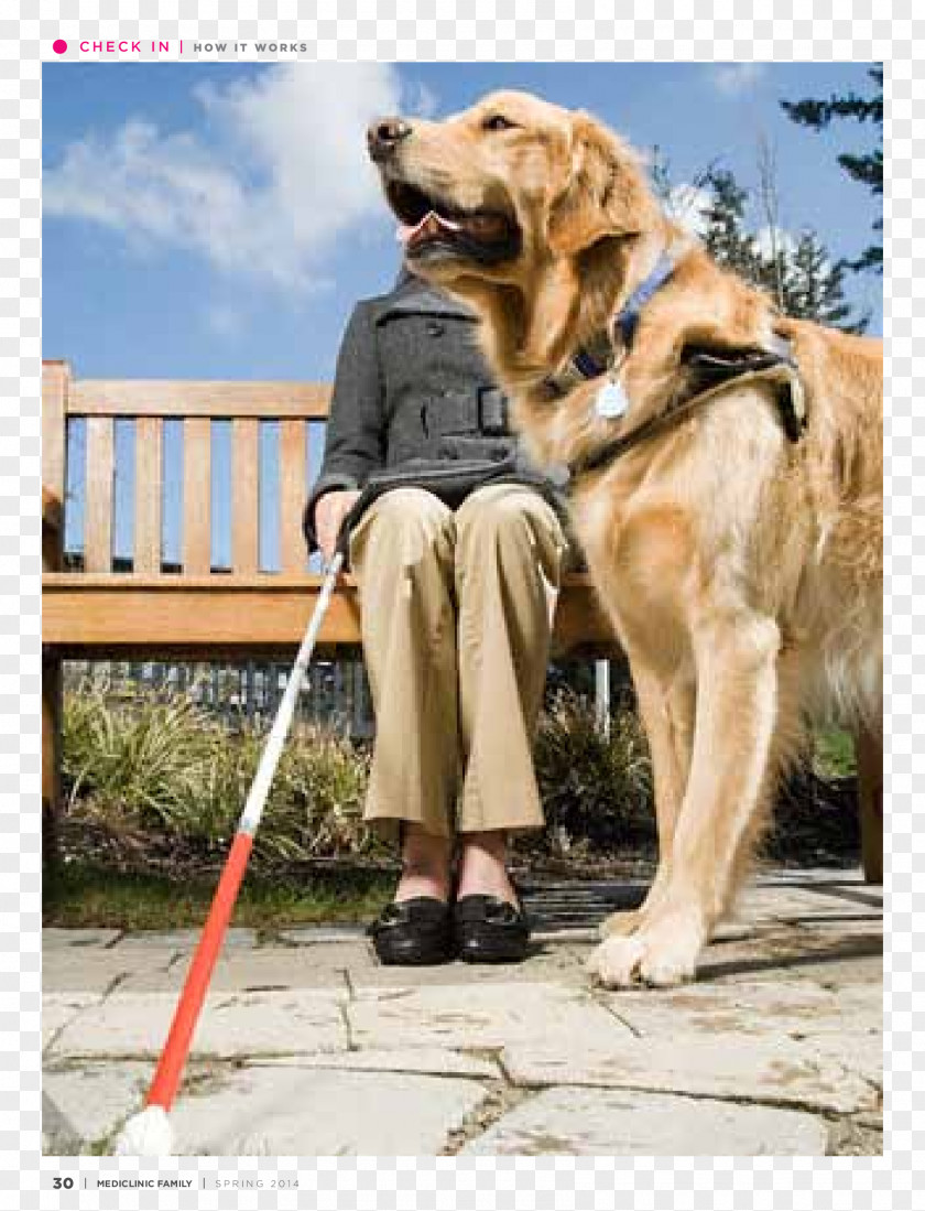 Golden Retriever Labrador Service Dog Guide Animal PNG