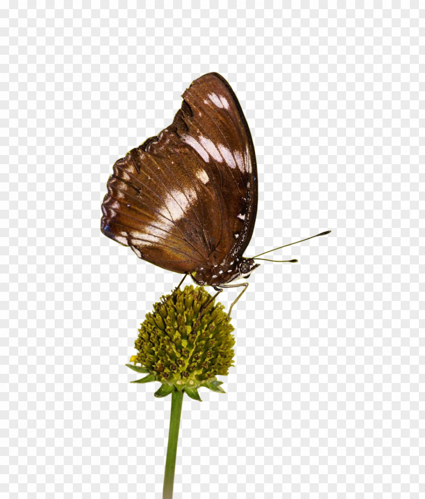 Job Brush-footed Butterflies Gossamer-winged Pieridae PNG