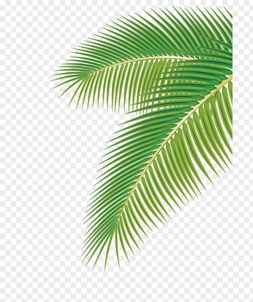 Palm Leaf Arecaceae Euclidean Vector Clip Art PNG