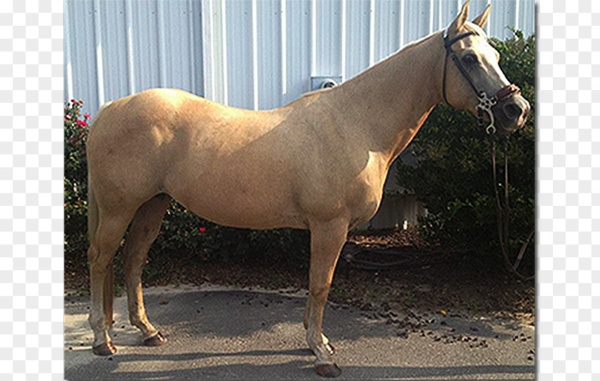 Quarter Horse Mare American Mustang Pony Stallion PNG