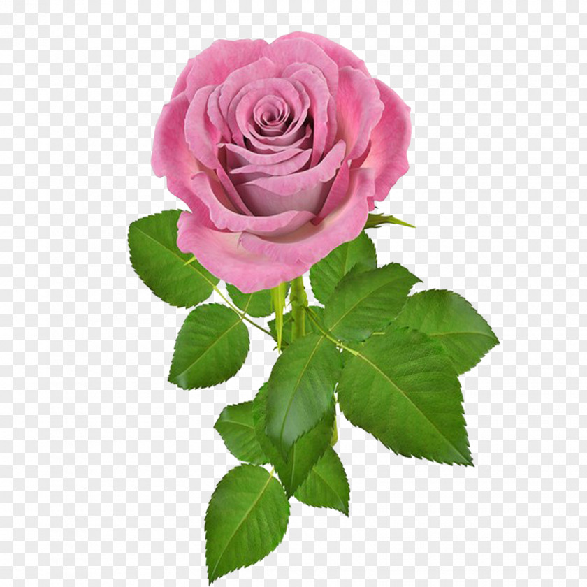 Rosa Rose Flower Pink PNG