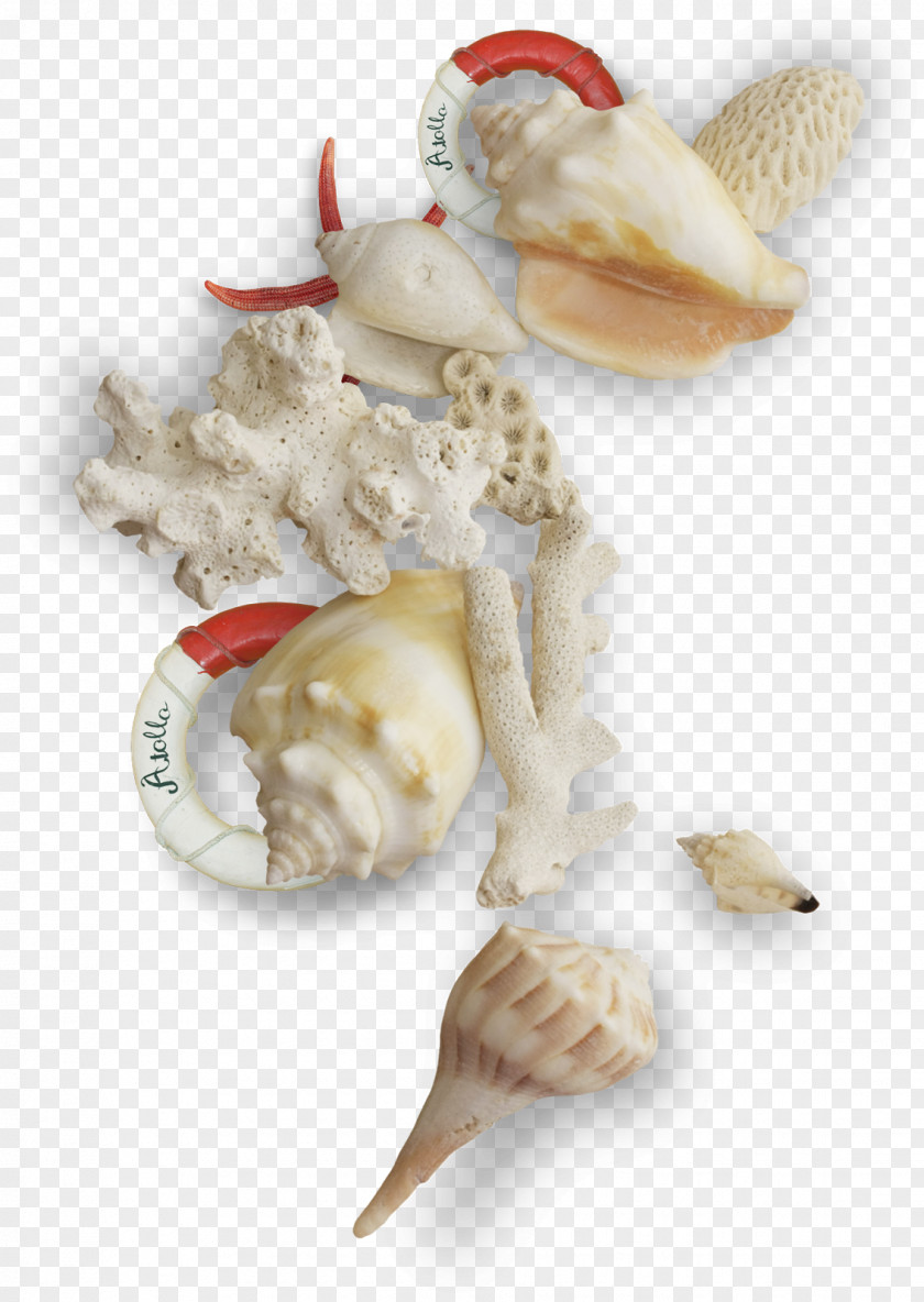 Sea Seashell Mollusc Shell PNG