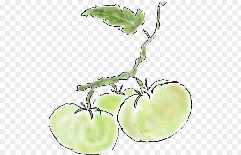 Several Cherry Tomatoes Plant Stem Leaf Vegetable Flower Apple PNG