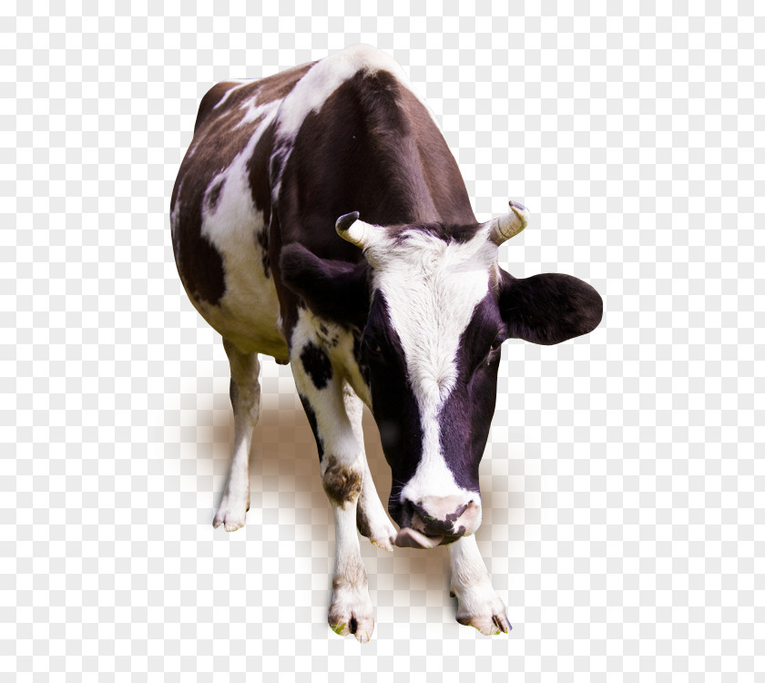 Cow Holstein Friesian Cattle Jersey Milk Dairy Ox PNG