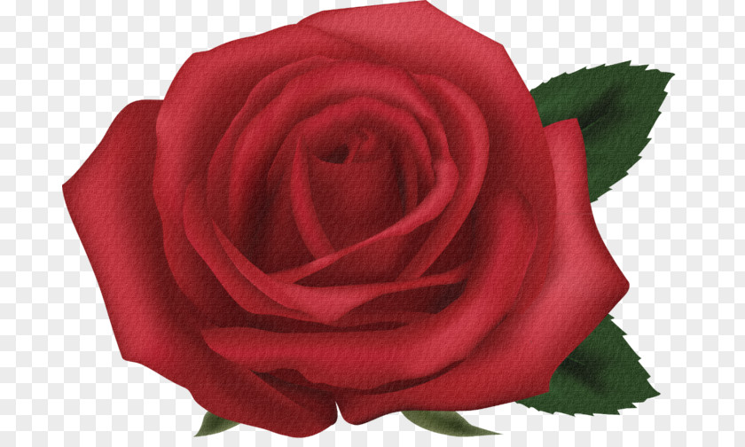 Flower Garden Roses Red Beach Rose Clip Art PNG