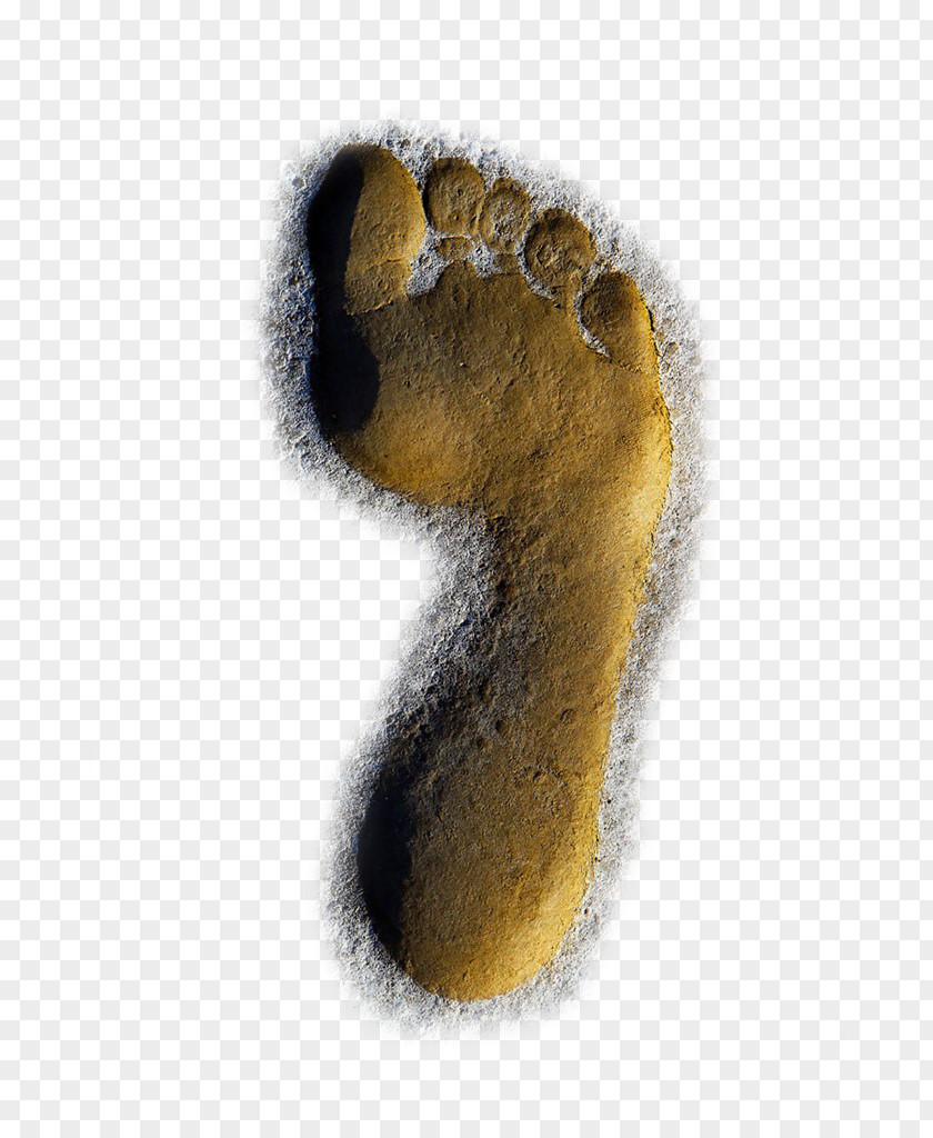 Golden Beach Footprints Shell Gratis Sand PNG