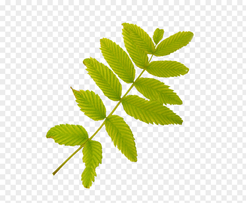 Leaf Clip Art PNG