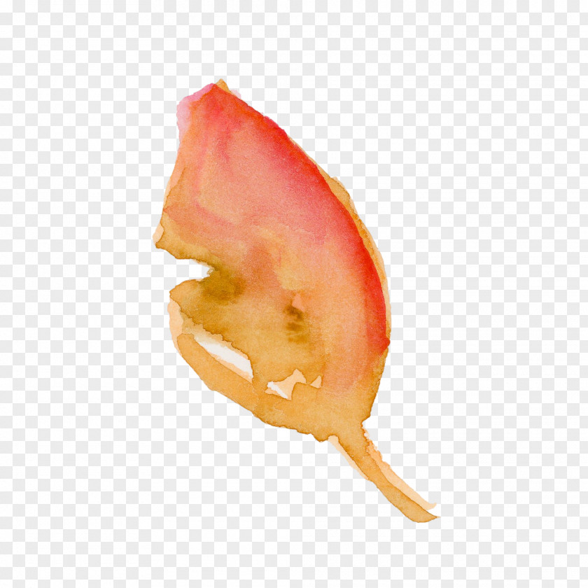 Orange PNG