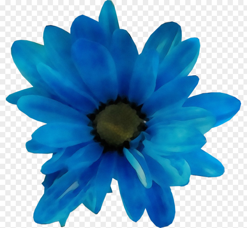 African Daisy Flowering Plant Blue Petal Gerbera Flower Cobalt PNG