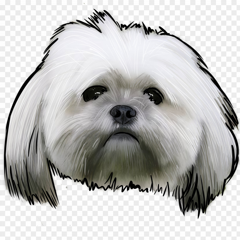 Lhasa Apso Cartoon Maltese Dog Havanese Little Lion Shih Tzu PNG