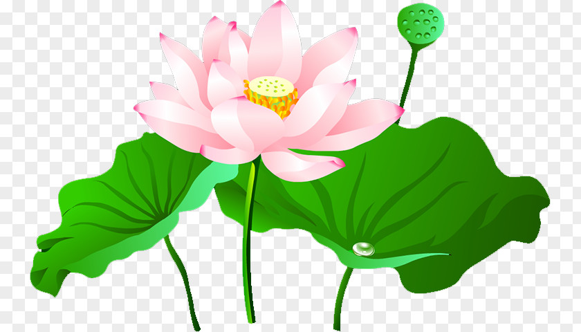 Lotus Nelumbo Nucifera Pond PNG