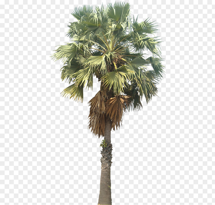 Palm Trees Asian Palmyra Mexican Fan Arecaceae Wodyetia PNG