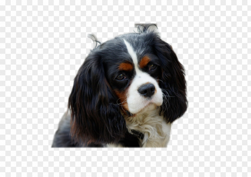 Yorkie Cavalier King Charles Spaniel Puppy Dog Breed PNG