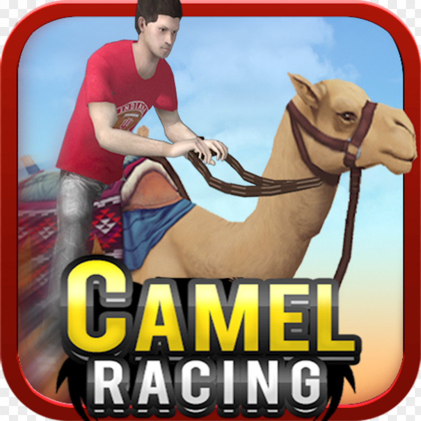 Car Colin McRae: Dirt Racing Video Game Stunts PNG
