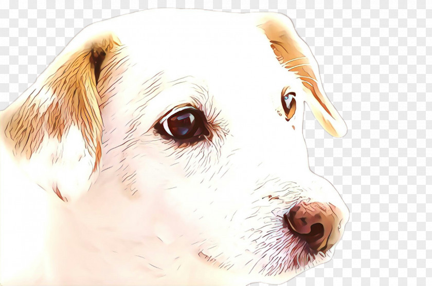 Drawing Rare Breed Dog PNG