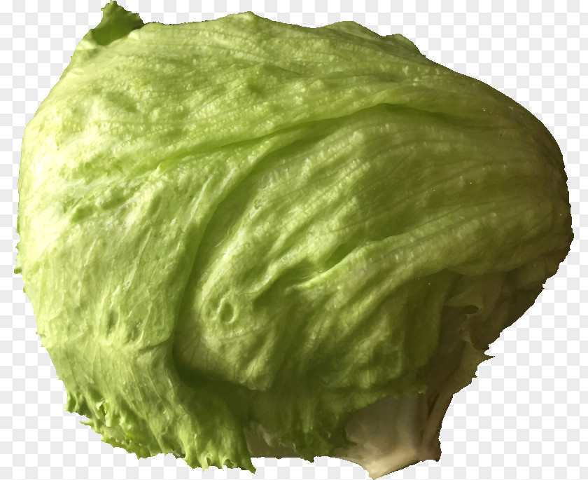 Leaf Iceberg Lettuce Sandwich Salad Vegetable Clip Art PNG