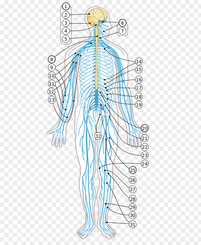 Nervous System Human Body Diagram Nerve Homo Sapiens PNG