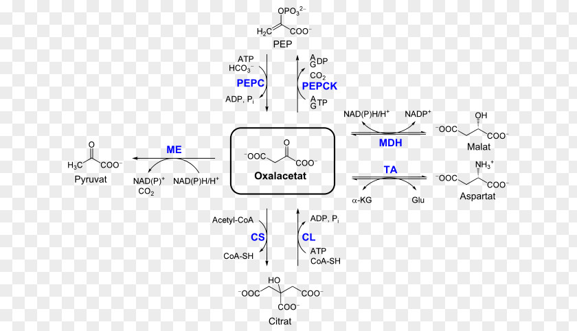 Oxaloacetic Acid Pyruvate Carboxylase Malate Dehydrogenase Pyruvic Phosphoenolpyruvate Carboxykinase PNG