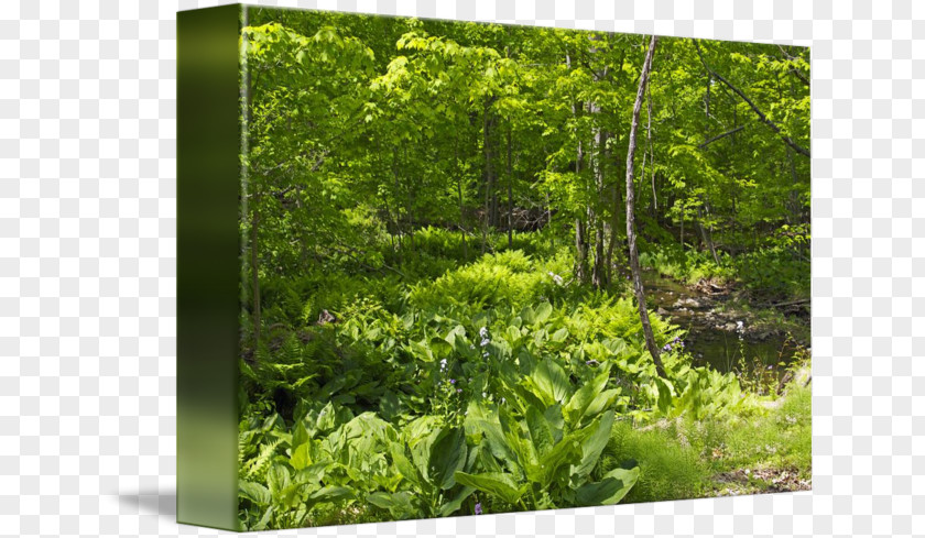 Summer Landscape Biome Vegetation Woodland Flora Nature Reserve PNG