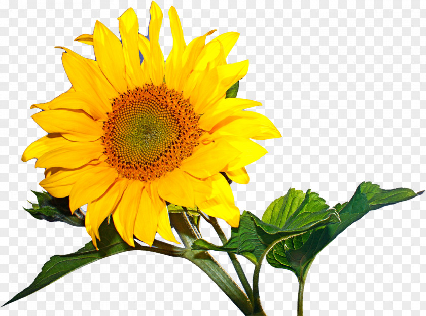 Sunflower Desktop Wallpaper Common Metaphor Animation PNG