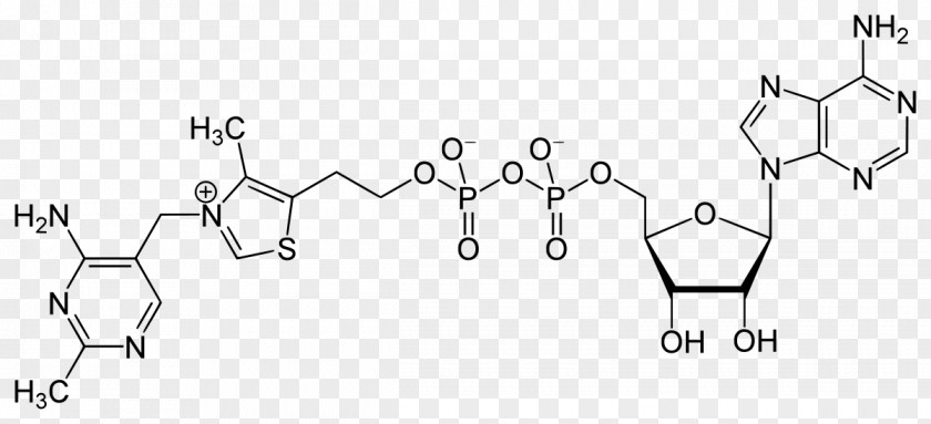 Adenosine Triphosphate Diphosphate Cyclic Monophosphate Adenylyl Cyclase PNG
